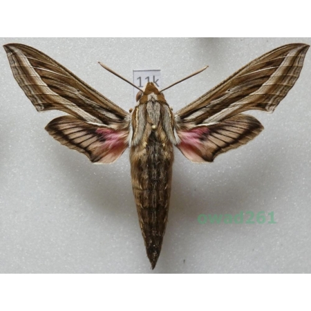Hippotion celerio (Linnaeus, 1758) ex. ovo Greece11k